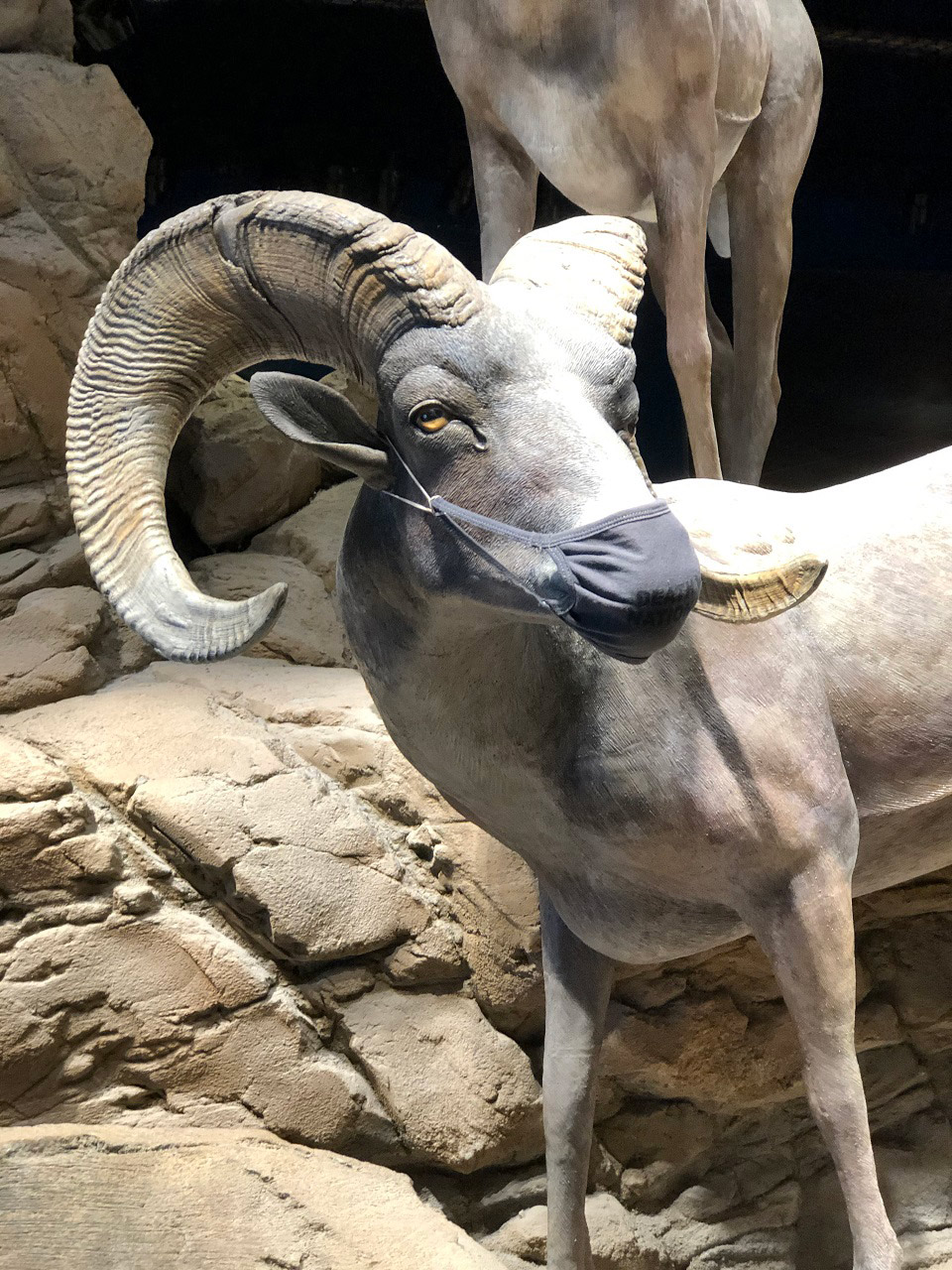 Sheep in masks nps