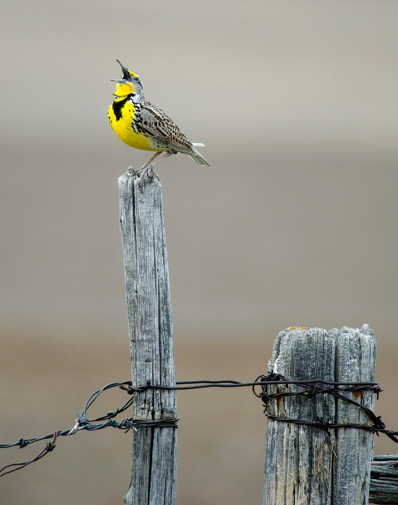apa 2015 robertharwood 276111 western meadowlark kk 4