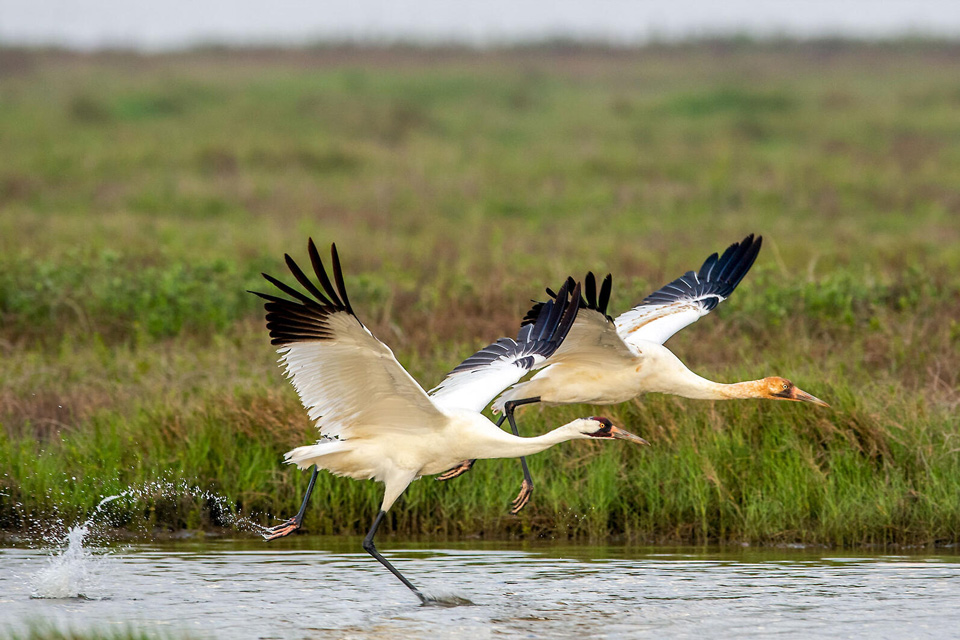 aud apa 2018 whooping crane a1 7085 2 ts photo elaine brackin