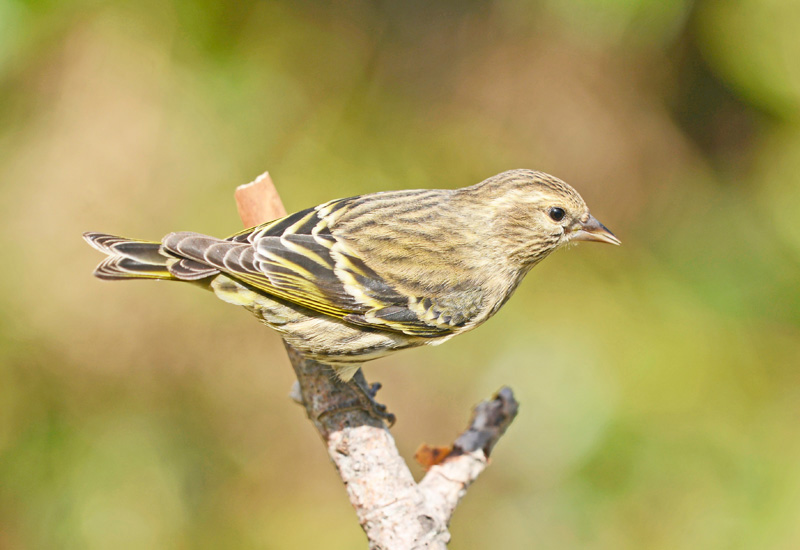 pine siskin bird 1