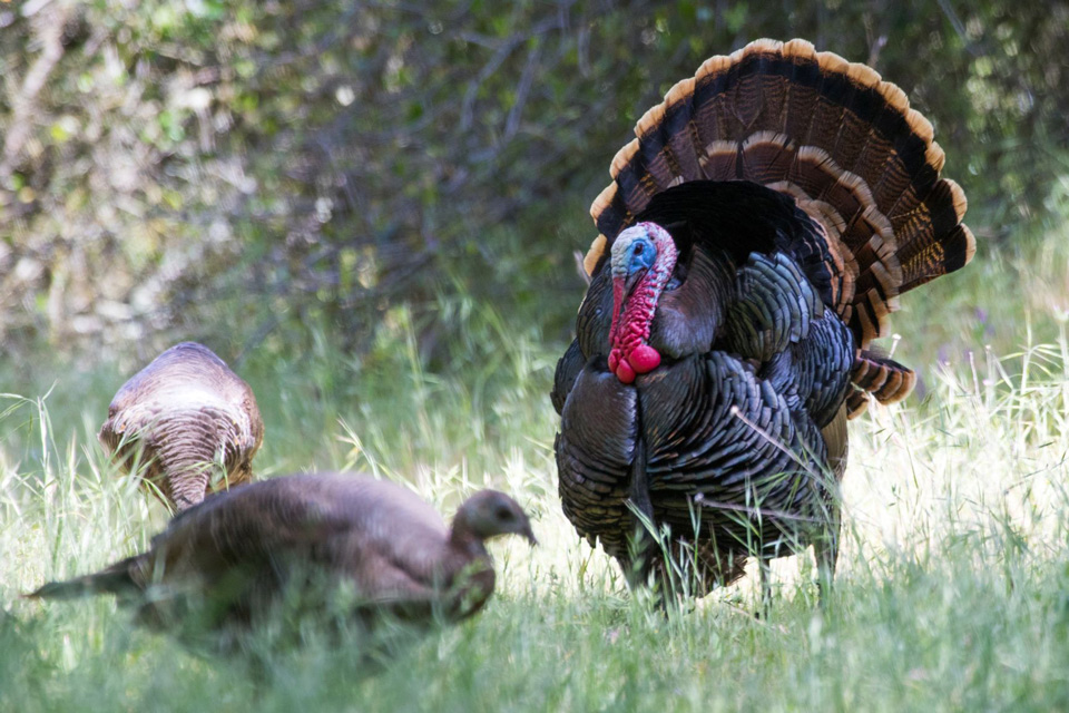 turkey 20180427 avu amerrivwildlife.cr2 11