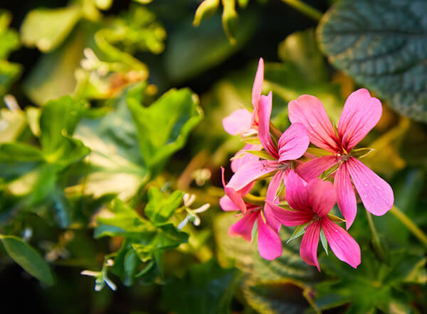 GardeningGeranium600