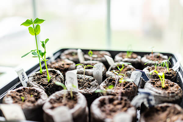 GardeningTomato600