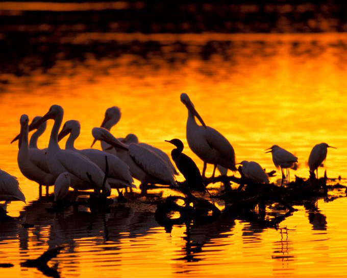 birds usfws