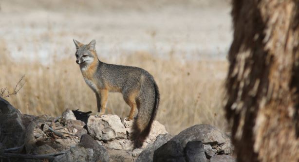 kit fox credit david lamfrom npca