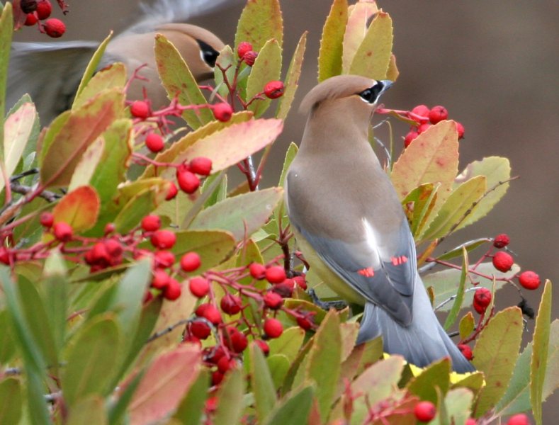 waxwing IMG 8941aweb sierra sun times linda gast