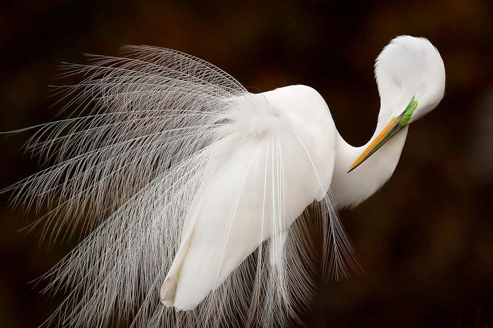 web apa 2015 melissagroo 282884 great egret kk