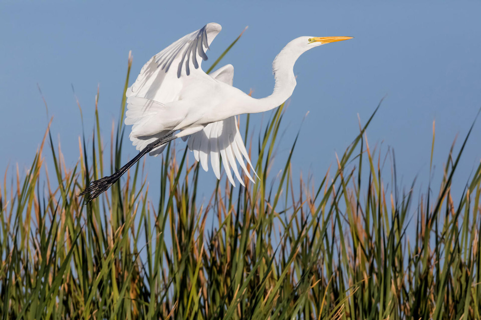 web aud cienega de santa clara great egret 034 november 2018 gsl photo claudio contreras koob