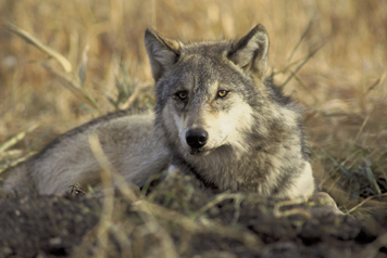 National Parks Conservation Association Reports Groups Challenge Trump Administration Over Gray Wolf Delisting - Vimarsana News