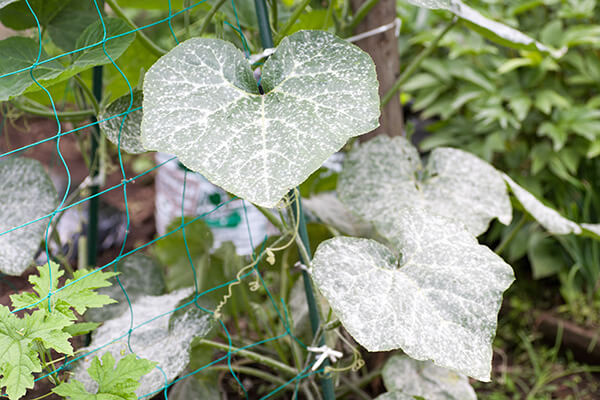 GardeningQAMildew600