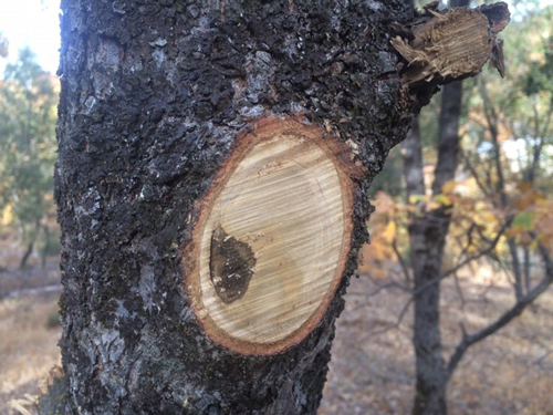 MG tree 1