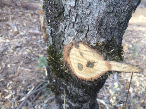 MG tree 2