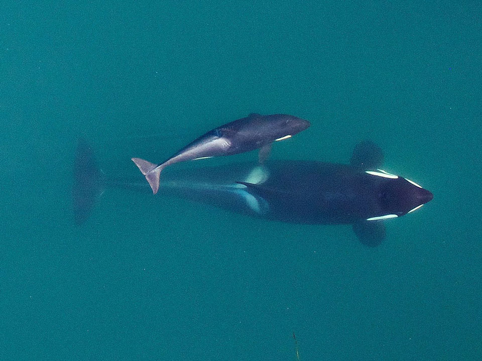 RSSouthern Resident Killer Whale NOAA FPWC 06