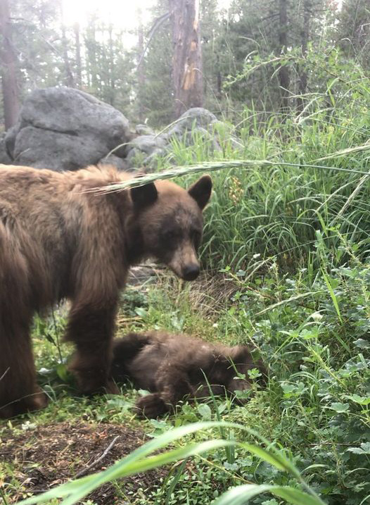 YNPS photo bear death