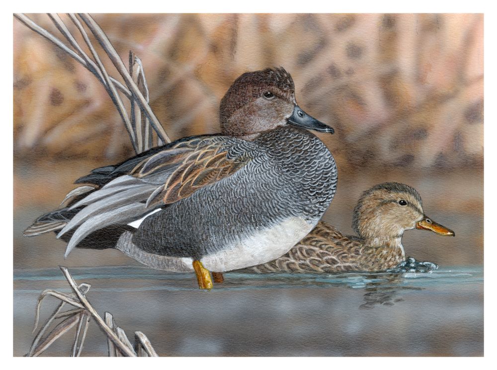 duck 2021 gadwall diane ford 1000