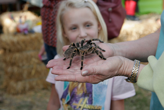 tarantula festival 222 1 credit sierra sun times