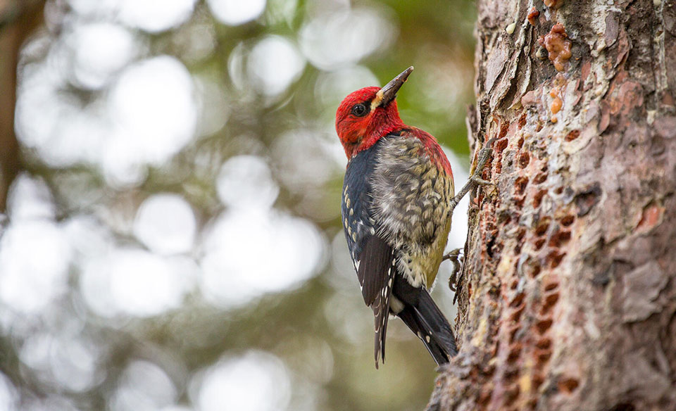 web apa 2015 samweissman 282932 red breasted sapsucker kk 0