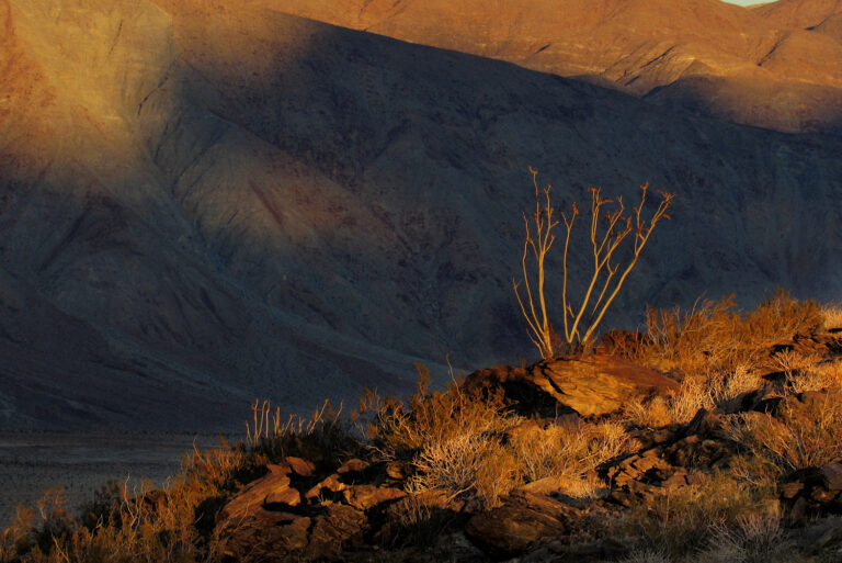 IMG 1266 Ocotillo Coyote Mt and Santa Rosa Mountains FB copy 768x513