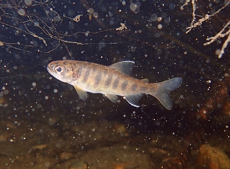 Juv Coho TM