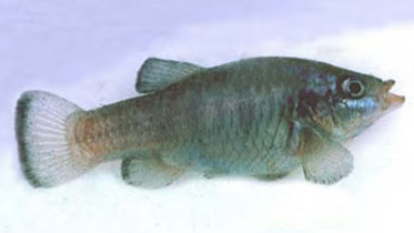 R6 DesertFish OPup 1.1