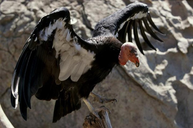RN CA condor