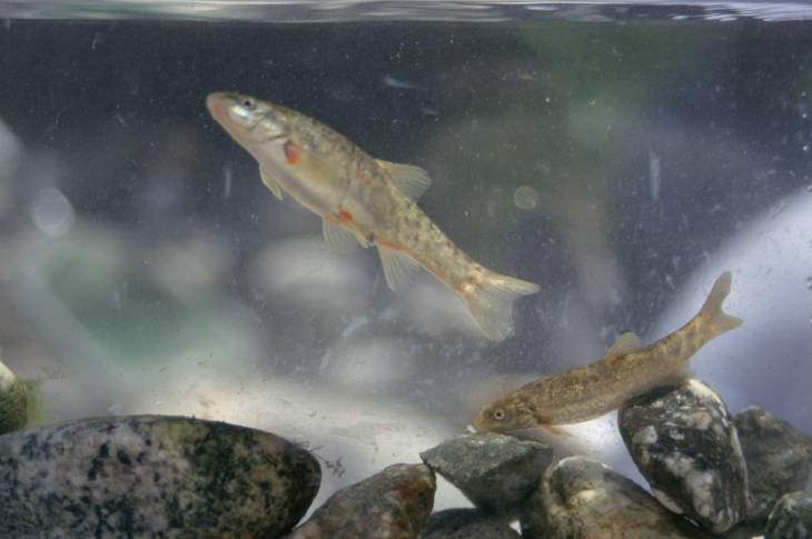 Santa Ana speckled dace Paul Barrett USFWS F