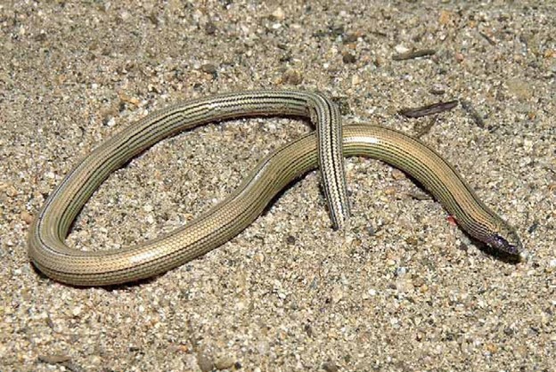 Temblor legless lizard photo AlexKrohn