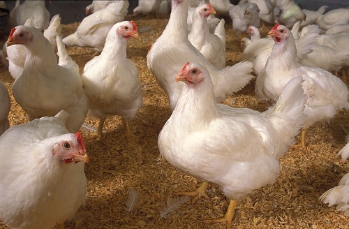chickens usda