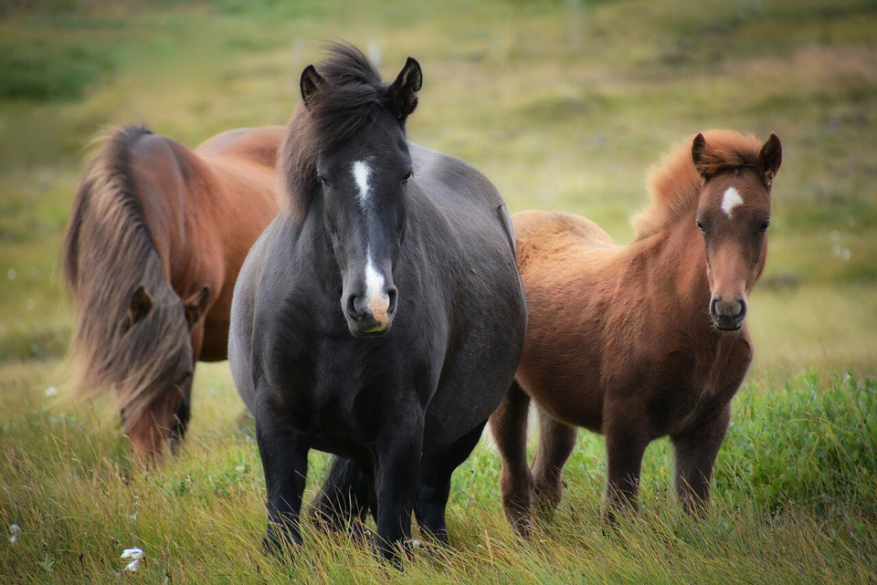 horse iceland 1747368 1280
