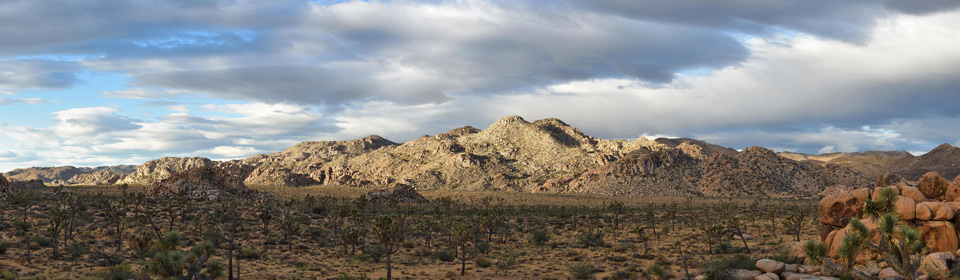 joshua tree national park nps photo california