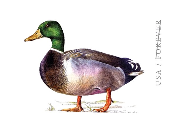 mallard forever stamp