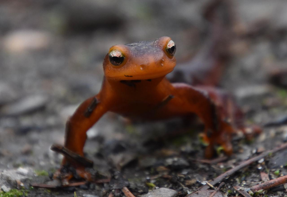 Beth Pratt Sierra Newt