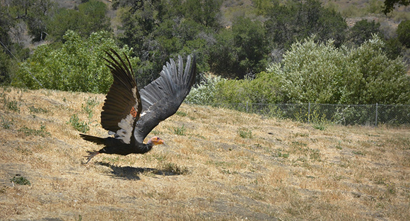 Condor98 HopperMountainCondorFacilityCreditJonMyattUSFWS580