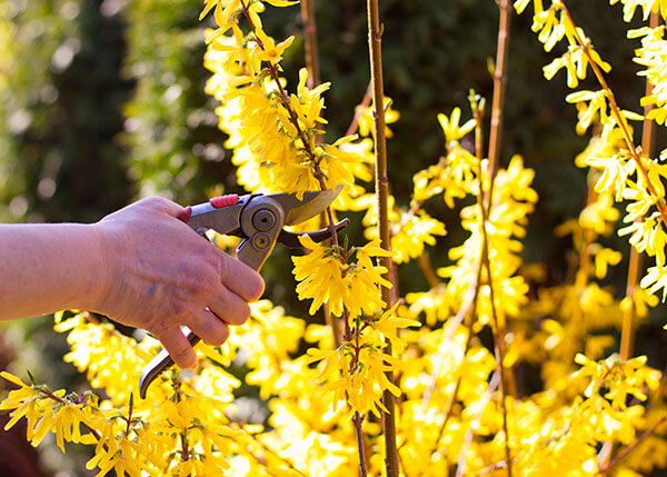 GardeningQAForsythia600