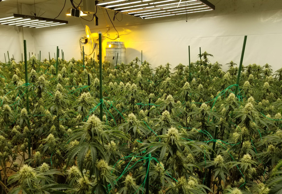 Merced Sheriff grow 6