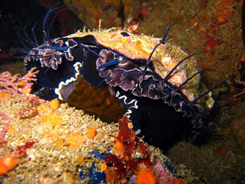 abalone1