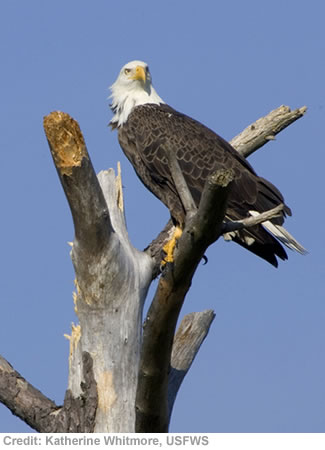 bald eagles katherine whittemore