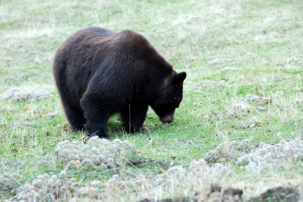 bear credit usda