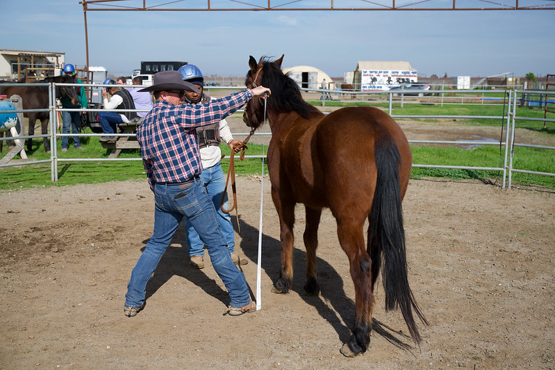 blm horse 50959677006 9a636fd374 c