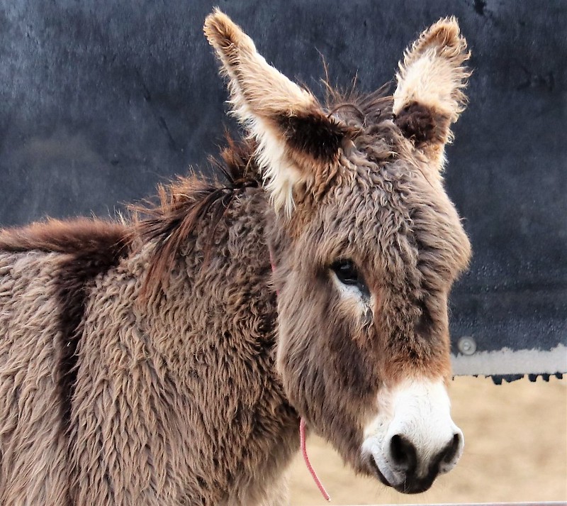 wild burro 51043839901 e08c7ea7f8 c credit blm