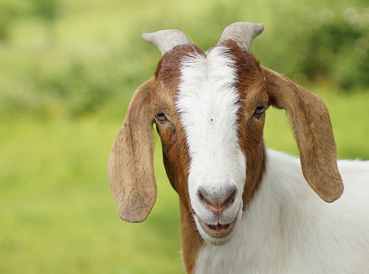 goat 3435923 1280