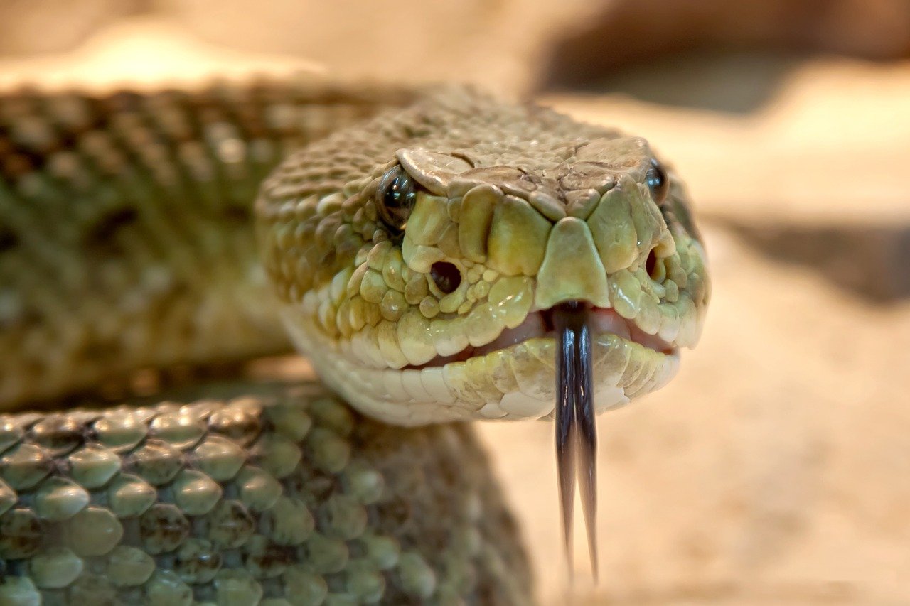 rattlesnake 653642 1280
