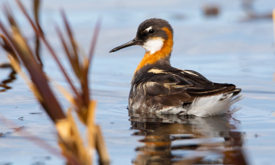 red necked phalarope lisa hupp usfws