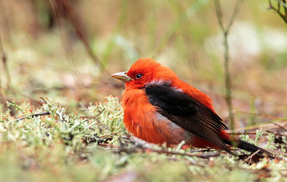 scarlet tanager nps neil lewis