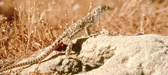 Blunt nosed Leopard Lizard USFWS