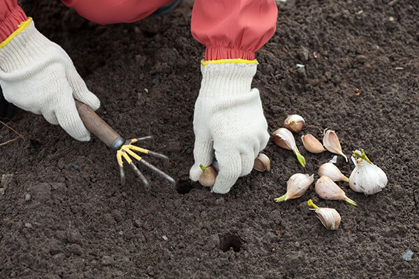 GardeningToDoGarlic600