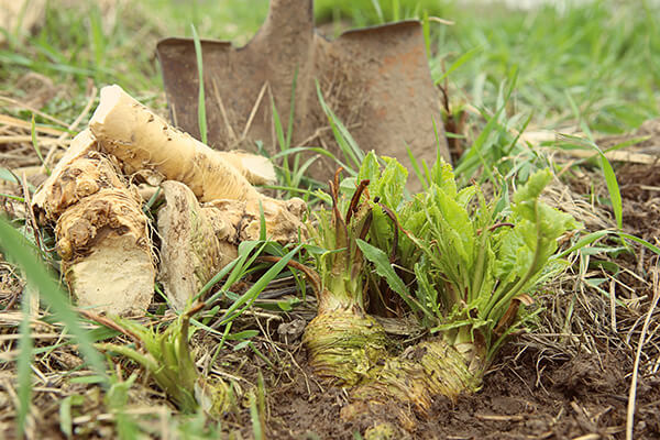 GardeningToDoHorseradish600