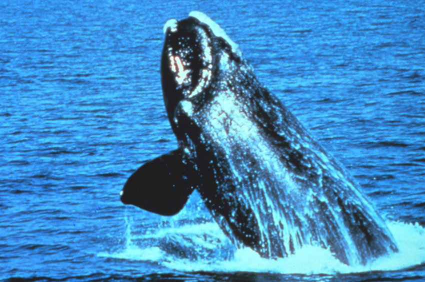 North Atlantic right whale Eubalaena glacialis NOAA
