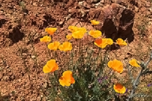 OTGF California Poppy