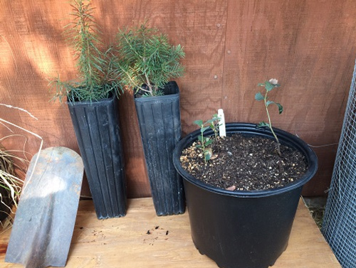 OTGF Douglas Fir Seedlings